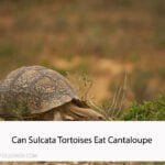 Can Sulcata Tortoises Eat Cantaloupe