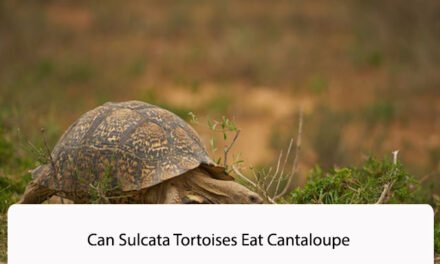 Can Sulcata Tortoises Eat Cantaloupe