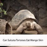 Can Sulcata Tortoises Eat Mango Skin