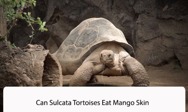 Can Sulcata Tortoises Eat Mango Skin
