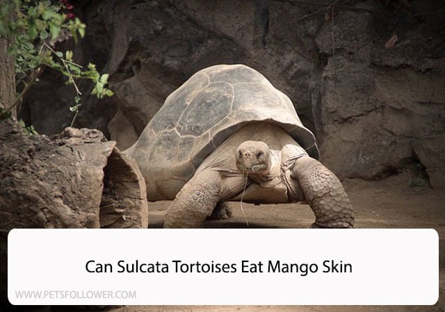 Can Sulcata Tortoises Eat Mango Skin