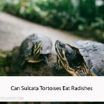 Can Sulcata Tortoises Eat Radishes