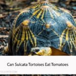 Can Sulcata Tortoises Eat Tomatoes