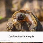 Can Tortoises Eat Arugula