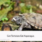 Can Tortoises Eat Asparagus
