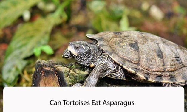 Can Tortoises Eat Asparagus