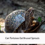 Can Tortoises Eat Brussel Sprouts