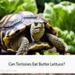 Can Tortoises Eat Butter Lettuce