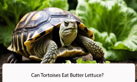 Can Tortoises Eat Butter Lettuce?