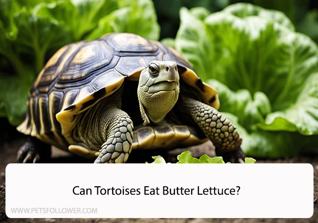Can Tortoises Eat Butter Lettuce