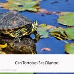 Can Tortoises Eat Cilantro