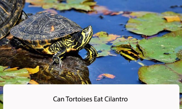 Can Tortoises Eat Cilantro