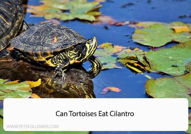 Can Tortoises Eat Cilantro