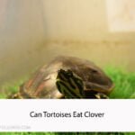 Can Tortoises Eat Clover