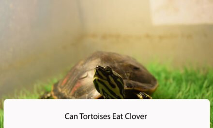 Can Tortoises Eat Clover