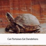 Can Tortoises Eat Dandelions