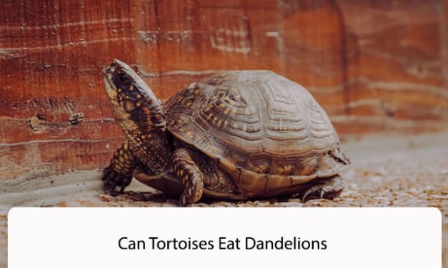 Can Tortoises Eat Dandelions