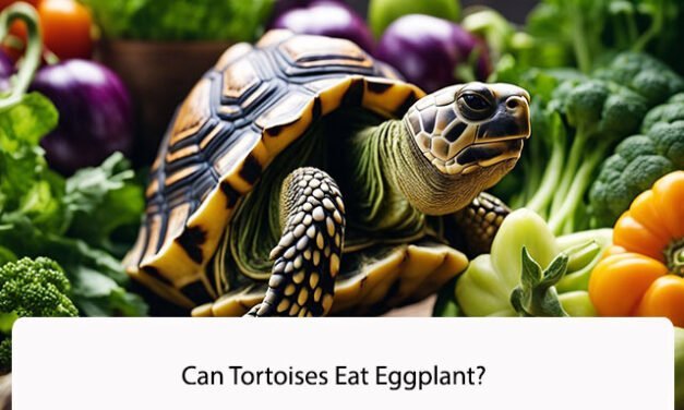 Can Tortoises Eat Eggplant?