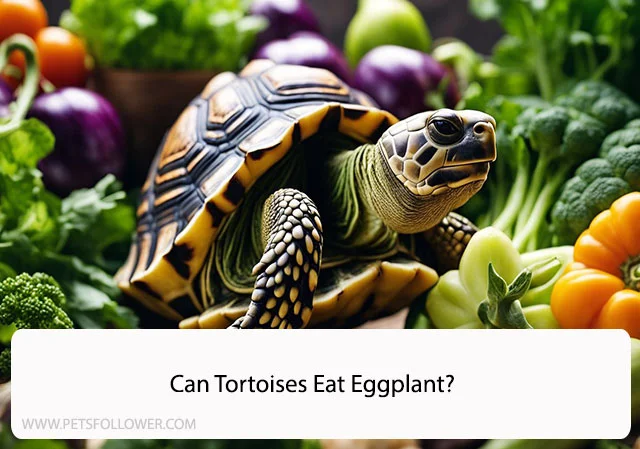 Can Tortoises Eat Eggplant