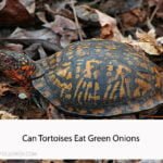 Can Tortoises Eat Green Onions