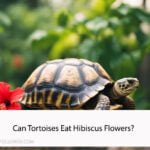 Can Tortoises Eat Hibiscus Flowers