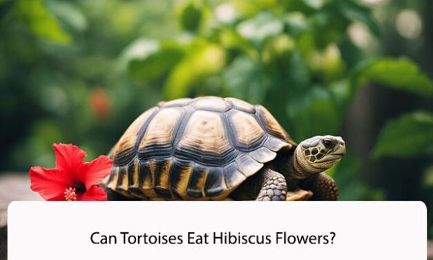 Can Tortoises Eat Hibiscus Flowers?