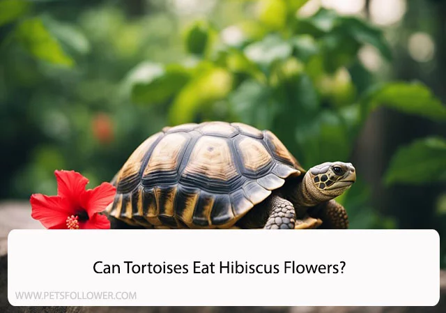 Can Tortoises Eat Hibiscus Flowers