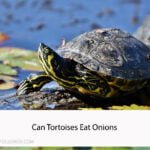 Can Tortoises Eat Onions
