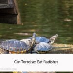 Can Tortoises Eat Radishes
