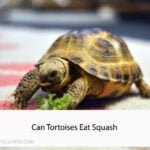 Can Tortoises Eat Squash