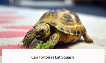 Can Tortoises Eat Squash