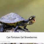 Can Tortoises Eat Strawberries