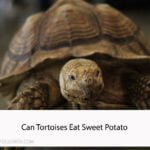 Can Tortoises Eat Sweet Potato