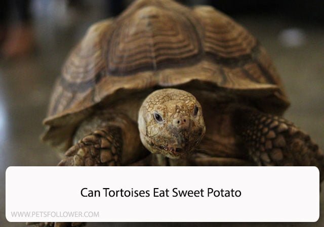 Can Tortoises Eat Sweet Potato
