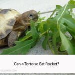 Can a Tortoise Eat Rocket
