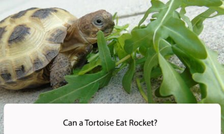 Can a Tortoise Eat Rocket?