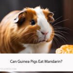 Can guinea pigs eat mandarin