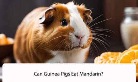 Can Guinea Pigs Eat Mandarin?