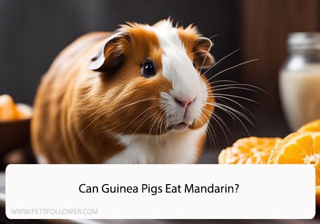 Can Guinea Pigs Eat Mandarin?