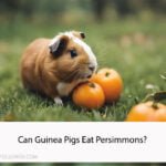 Can guinea pigs eat persimmons