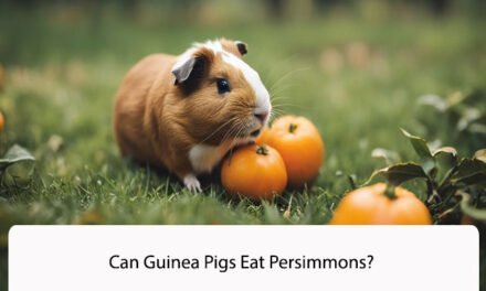Can Guinea Pigs Eat Persimmons? A Comprehensive Guide