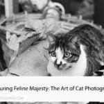 Capturing Feline Majesty: The Art of Cat Photography