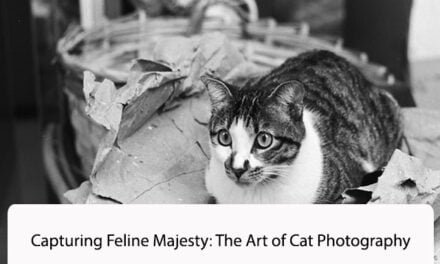 Capturing Feline Majesty: The Art of Cat Photography