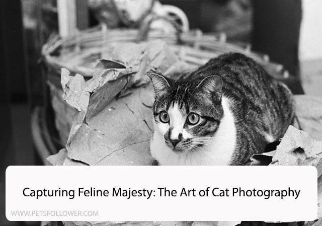 Capturing Feline Majesty: The Art of Cat Photography