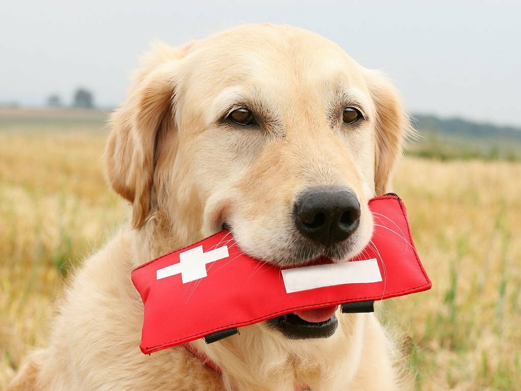 How Animals Aid in Post-Flood Resilience