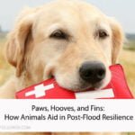 How Animals Aid in Post-Flood Resilience