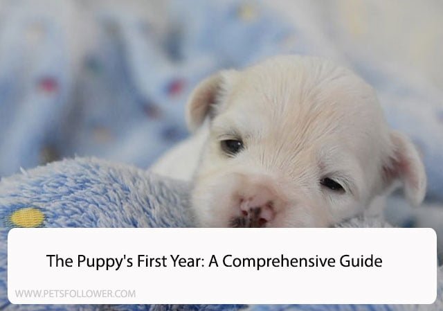 The Puppy’s First Year: A Comprehensive Guide