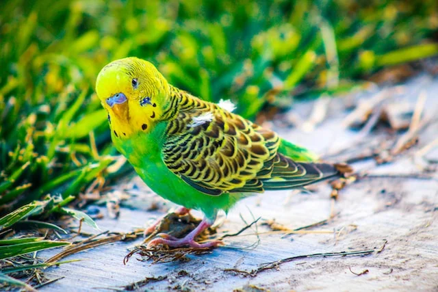 Can Parakeets Eat Mealworms