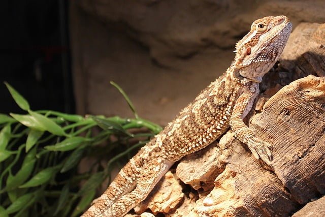 Can Bearded Dragons Eat Pomegranate Seeds