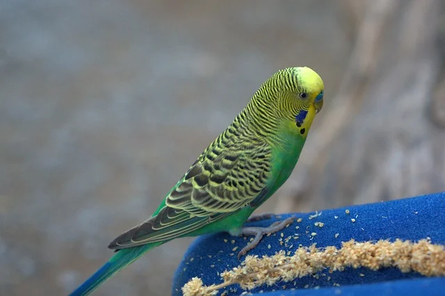 Can Parakeets Eat Pistachios